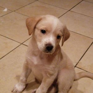 Meet your Posher, Lucy